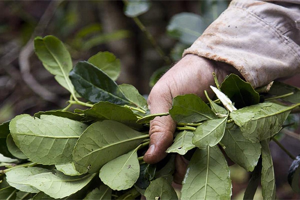 yerba_mate_columna