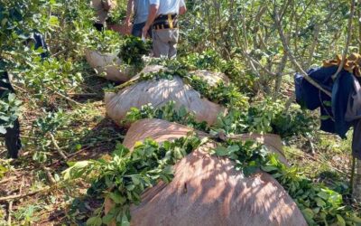 YERBA MATE: ENTRE LA CRISIS DE LOS PRODUCTORES Y EL PRECIO DE GÓNDOLA