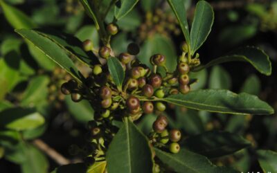 LA «ILEX DUMOSA» NO ES YERBA MATE