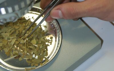YERBA MATE: LA INFUSIÓN MÁS ARGENTINA QUE ATRAE AL MUNDO DE LA CIENCIA