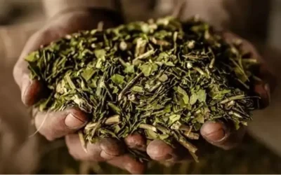 MATE A LA INDIA: LA YERBA SE ABRE CAMINO