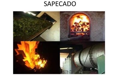 LOS OJOS ABIERTOS DE LA YERBA MATE